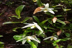 Conchidium braccatum